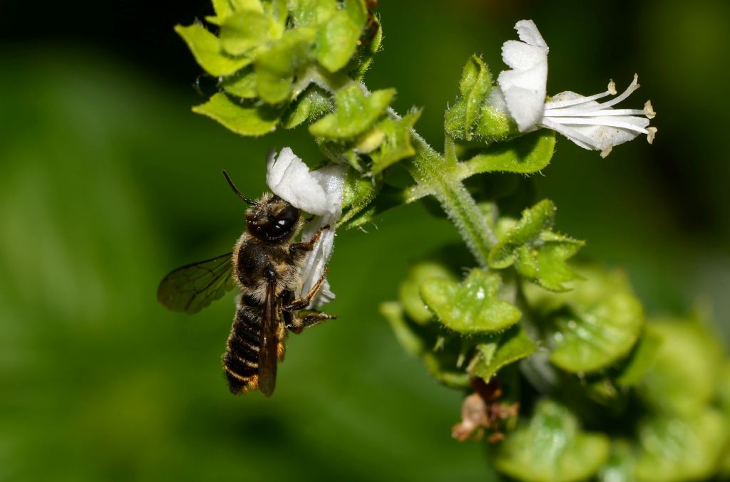 Apidae Megachilinae: cfr. centuncularis, femmina